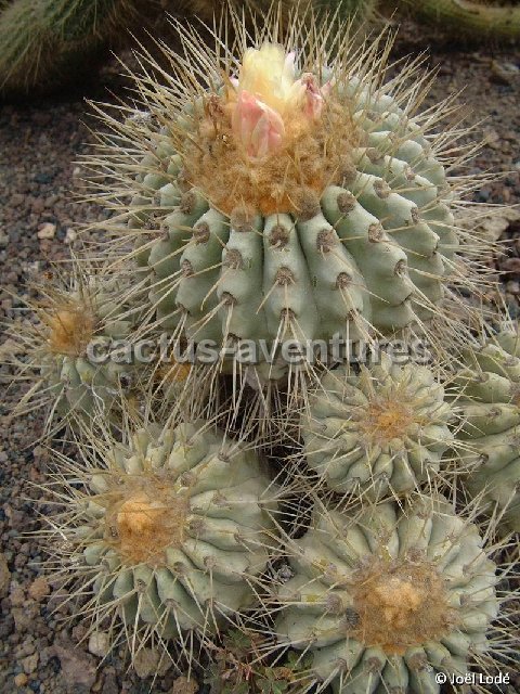 Copiapoa haseltoniana ©JL